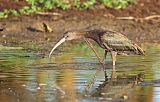 Glossy Ibis